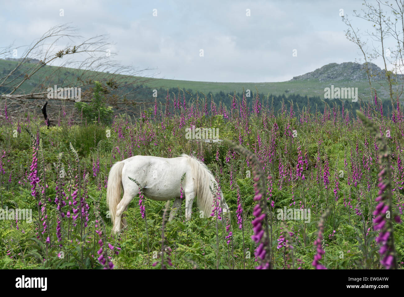 Weiße Dartmoor Pony im Bereich der Fingerhut mit Tor im Hintergrund Stockfoto