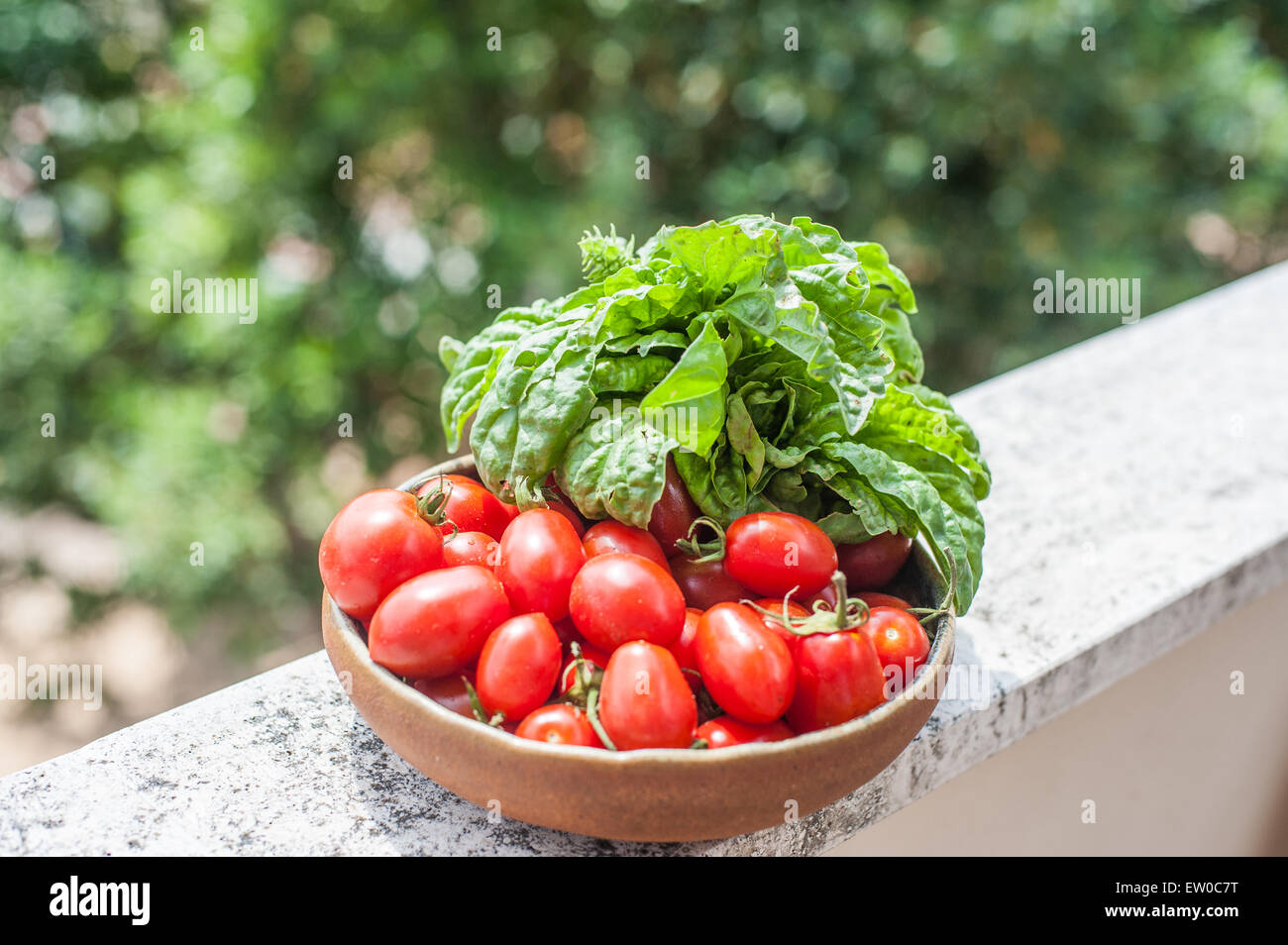 Teller mit rohen roten Tomaten und frischen Basilikum auf Gartenterrasse Stockfoto