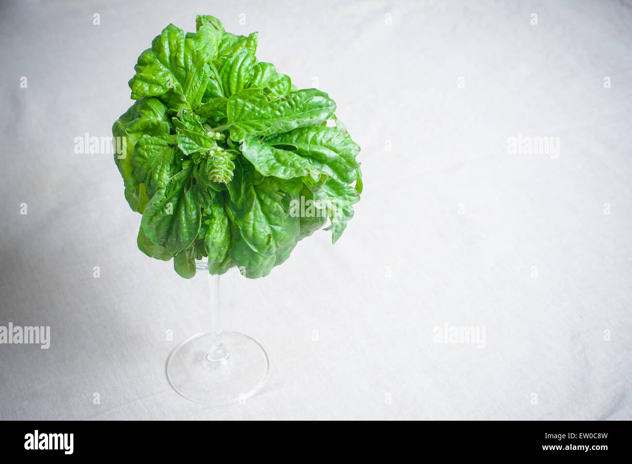 Reihe von rohen grünen Basilikum in einem Glas auf Tabelle selektiven Fokus Stockfoto