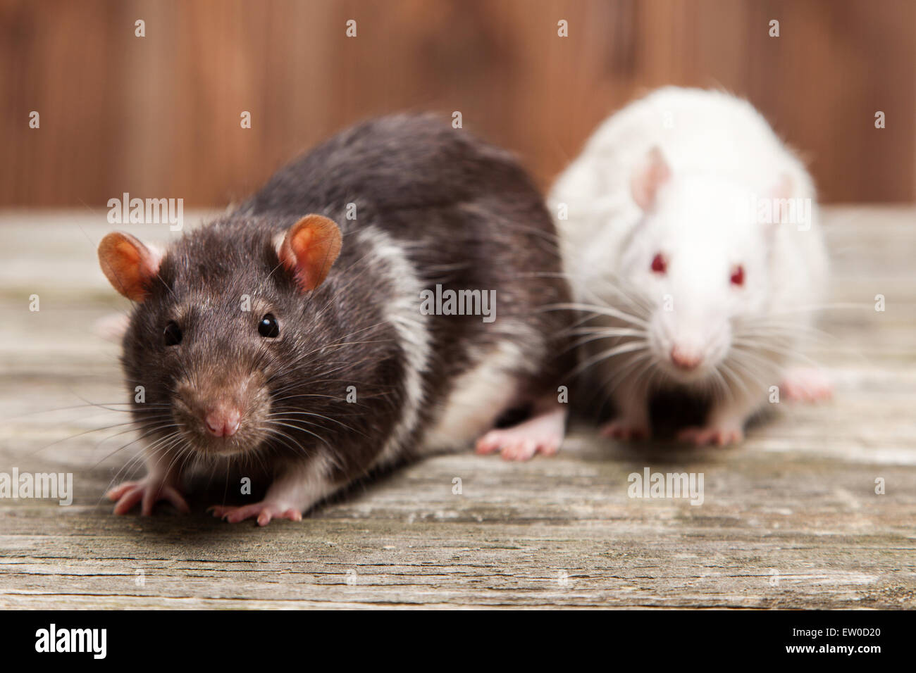 Haustier Ratte Stockfoto