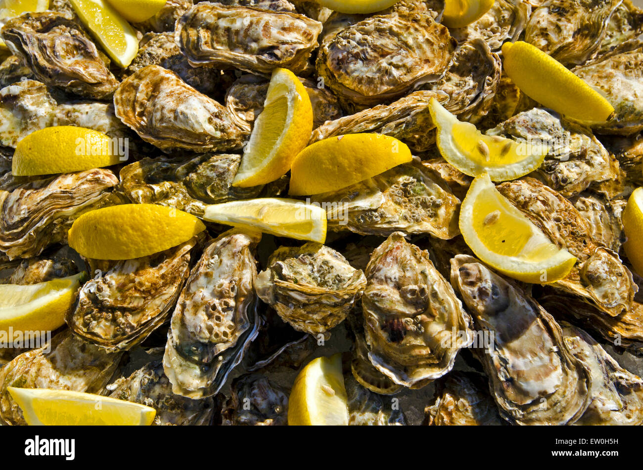 Rohe Austern mit Zitrone in Französisch Oyster Kultur Tradition dekoriert Stockfoto