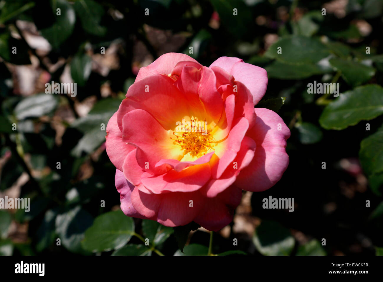 Die Lafter ist eine hybride Terose, die staubigen rosa Farbe mit einem gelben Zentrum ist.  Es hat einen starken Duft und ist 4' im Durchmesser Stockfoto