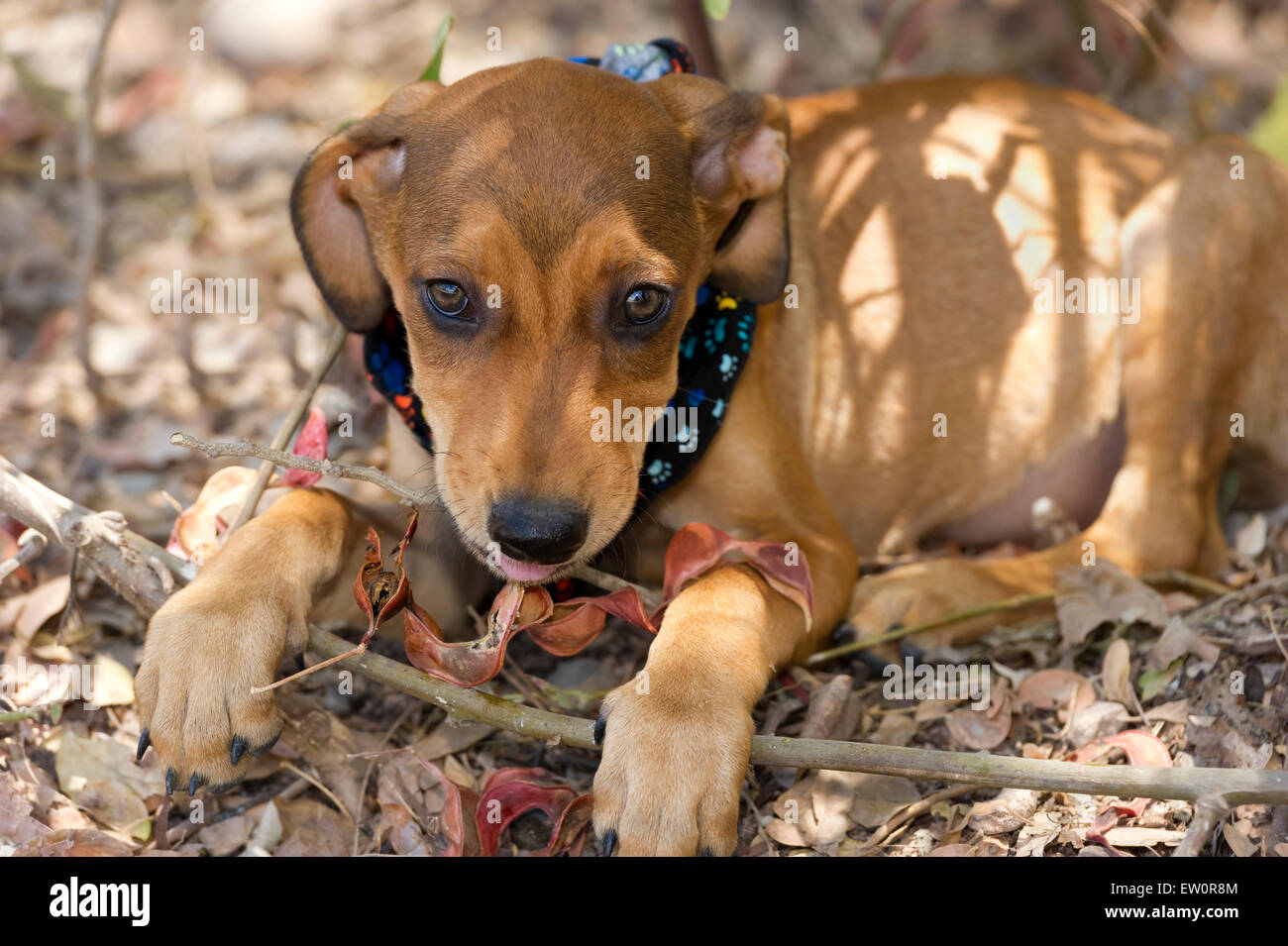 Niedlichen Welpen ist mit schönen weichen Augen blickte. Stockfoto
