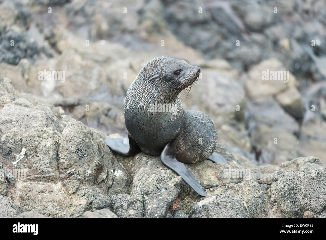 Südlichen Seebär (Arctocephalus Forsteri) Welpen in Otago Peninsula, Dunedin, Otago, Neuseeland, Stockfoto