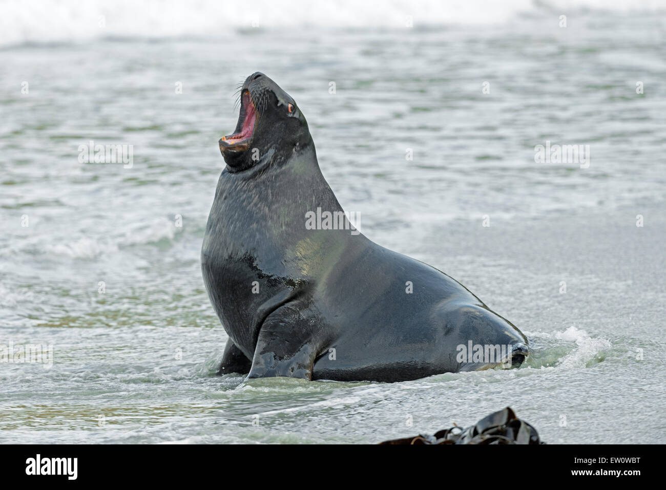 Neuseeland Seelöwe (Phocarctos Hookeri) in Otago, Neuseeland, Südinsel, Otago Peninsula, Dunedin, Stockfoto