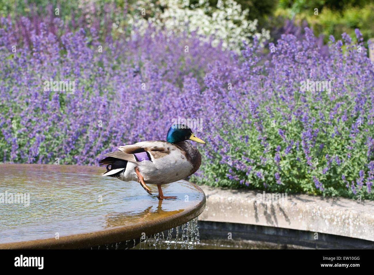 Anas Platyrhynchos. Männliche Stockente auf ein Wasserspiel im RHS Wisley Gardens. Stockfoto