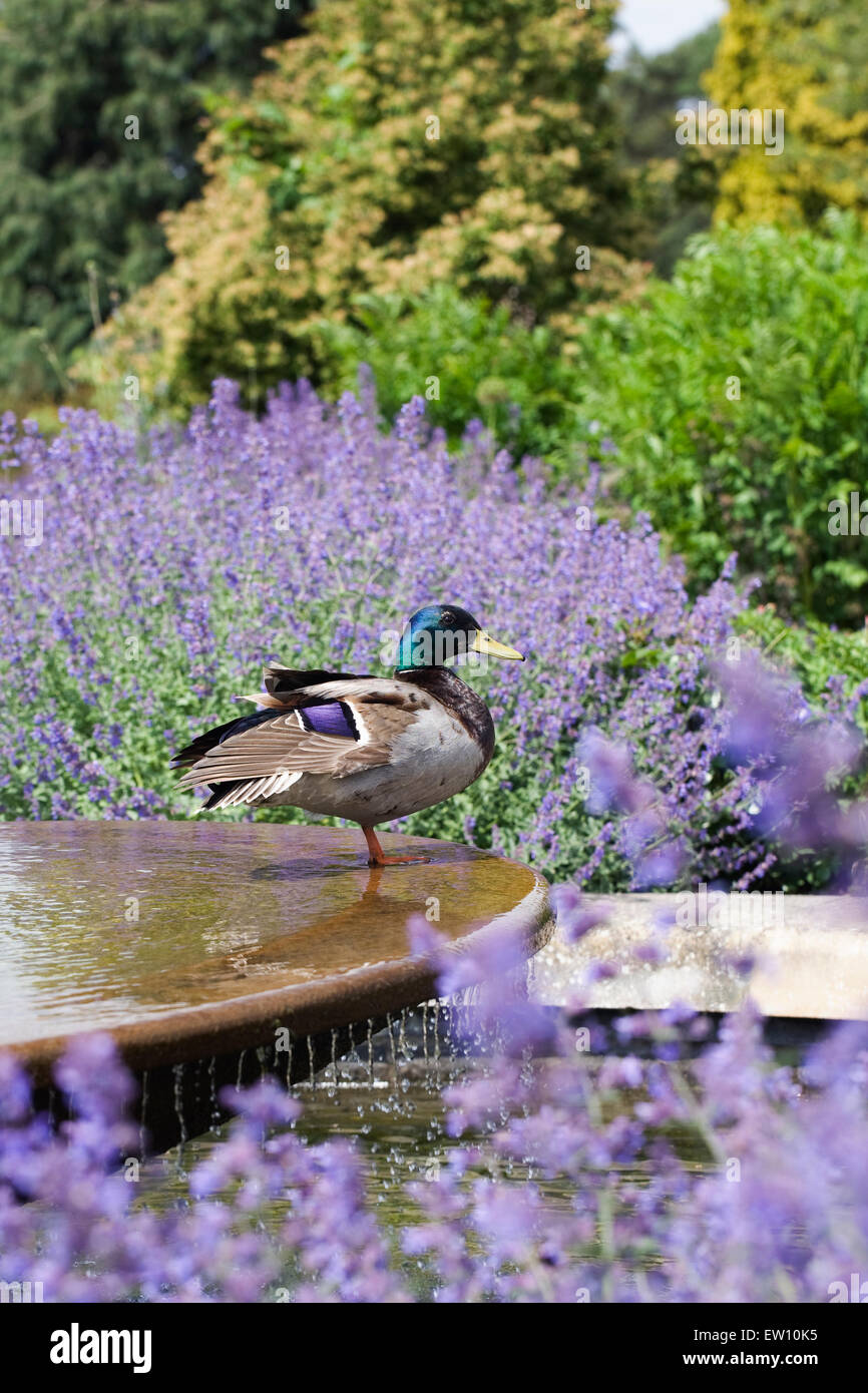 Anas Platyrhynchos. Männliche Stockente auf ein Wasserspiel im RHS Wisley Gardens. Stockfoto