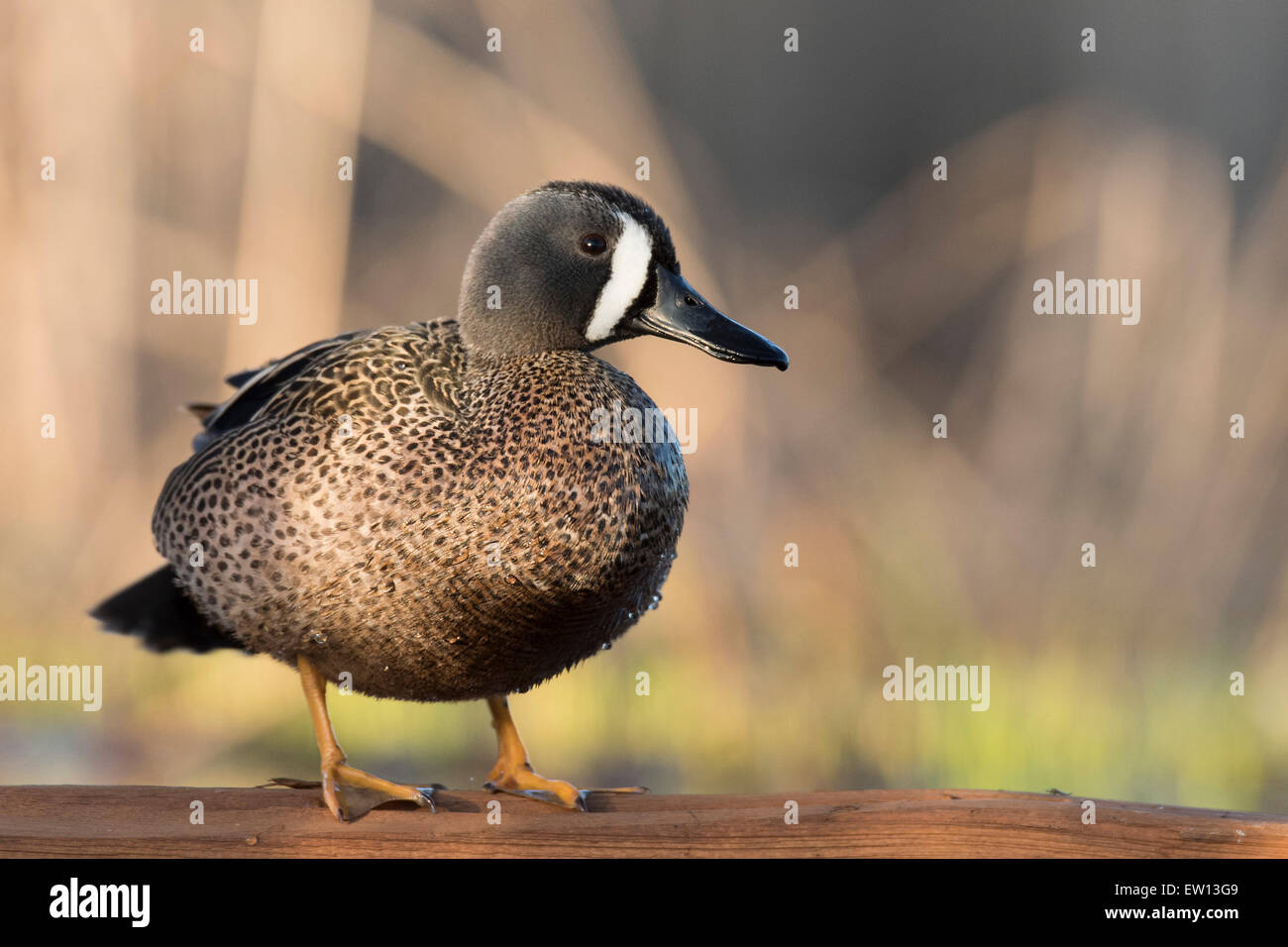 Blaue Flügel Teal im Frühjahr in Minnesota Stockfoto