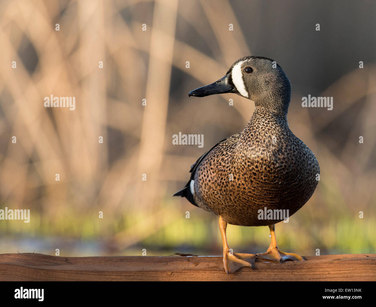 Blaue Flügel Teal im Frühjahr in Minnesota Stockfoto