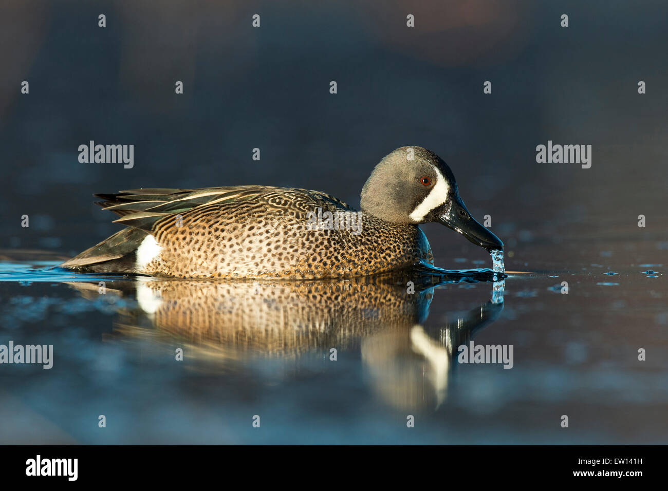 Blaue Flügel Teal im Frühjahr in Minnesota Stockfoto