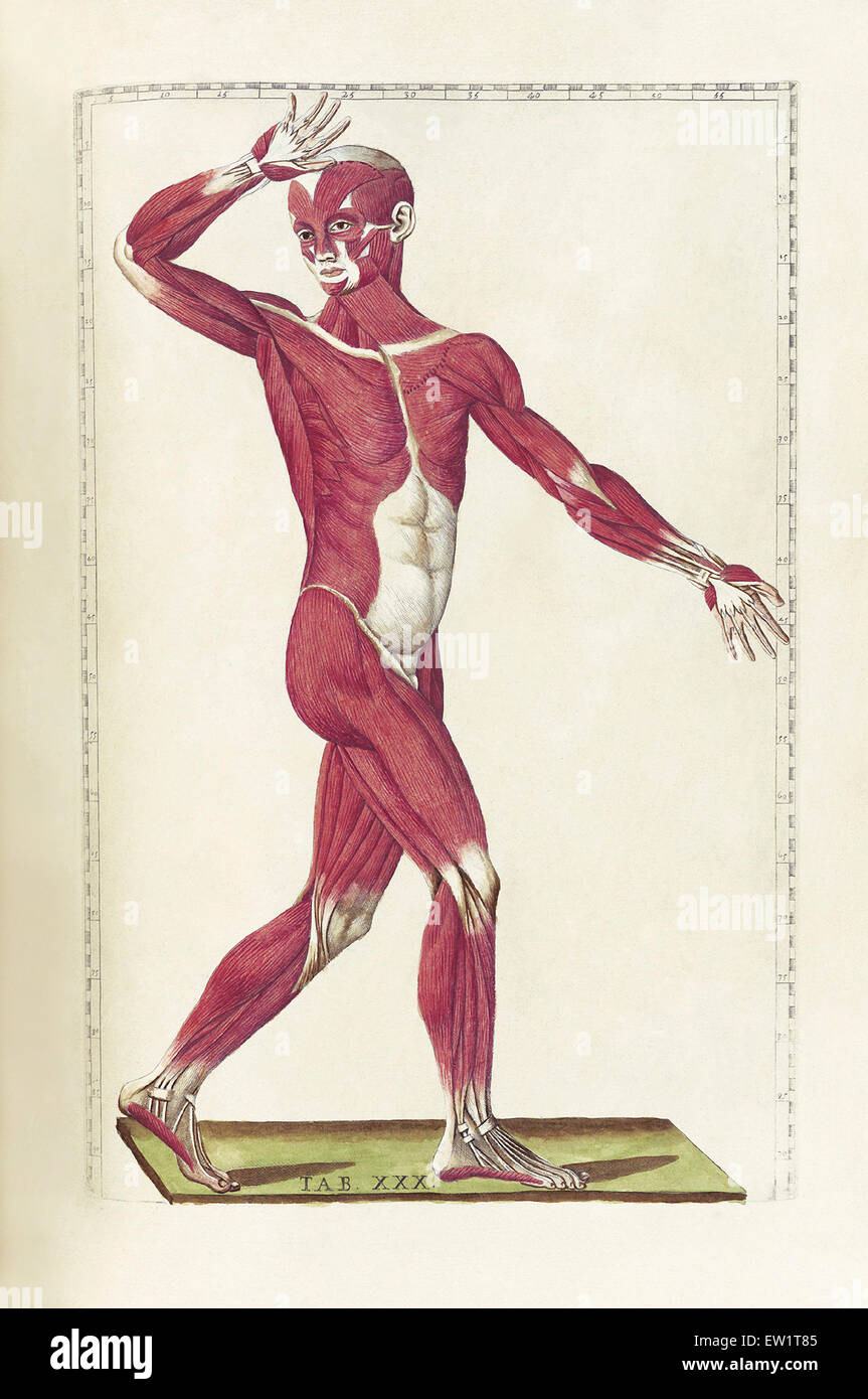 Die Wissenschaft von der menschlichen Anatomie von Bartholomeo Eustachi, Darstellung der Form, Größe und relative Position der Organe des menschlichen Stockfoto