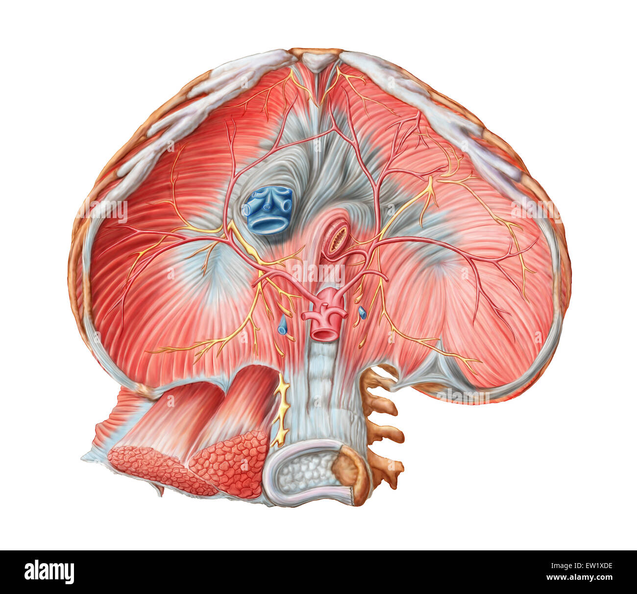 Abdominal-Oberfläche der Membran durch die Bauchdecke (Organe entfernt). Stockfoto