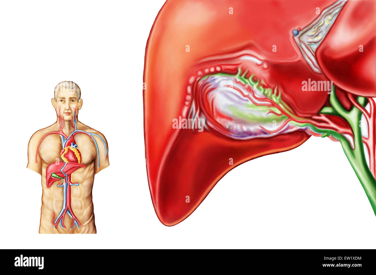Anatomie der Gallenblase Ganglion. Stockfoto