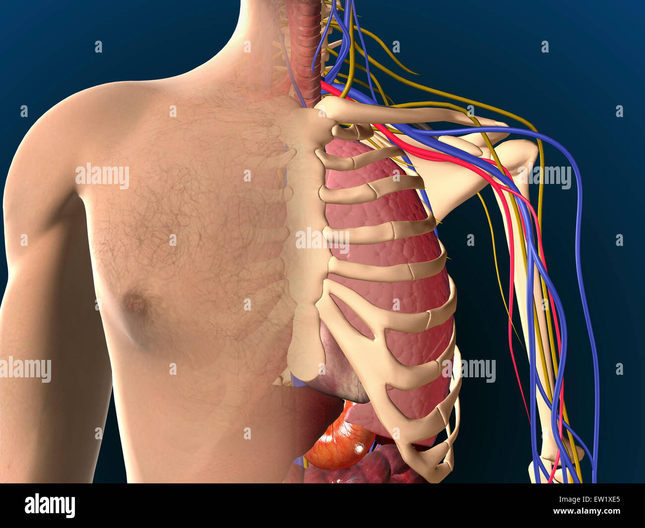 Querschnittsansicht der männlichen Brust, Lunge zeigen. Stockfoto