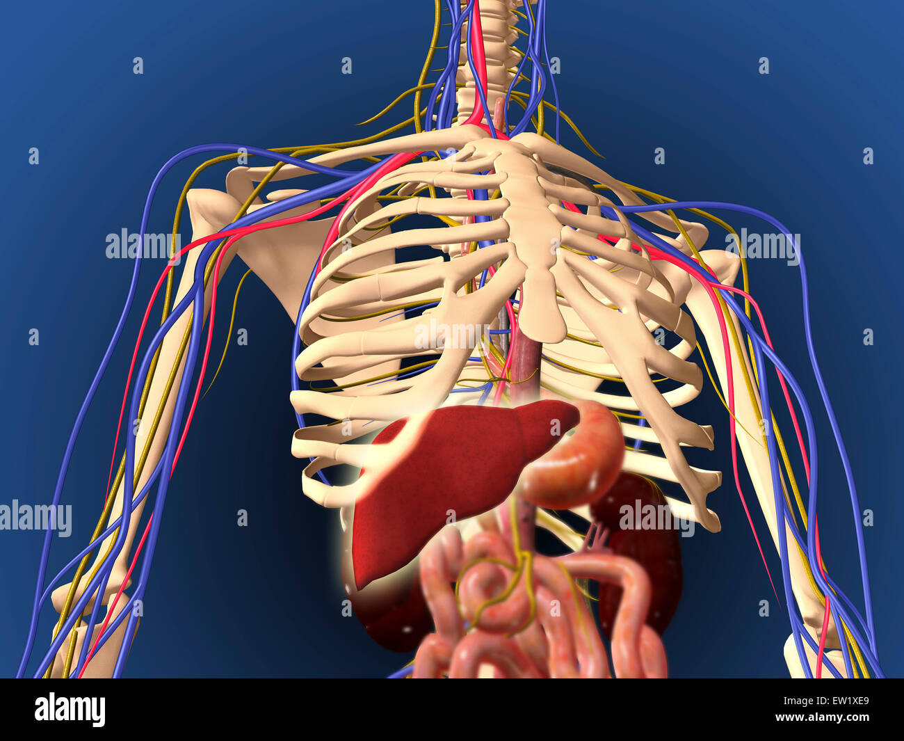 Menschliches Skelett zeigt Verdauungssystem und Nervensystem. Stockfoto