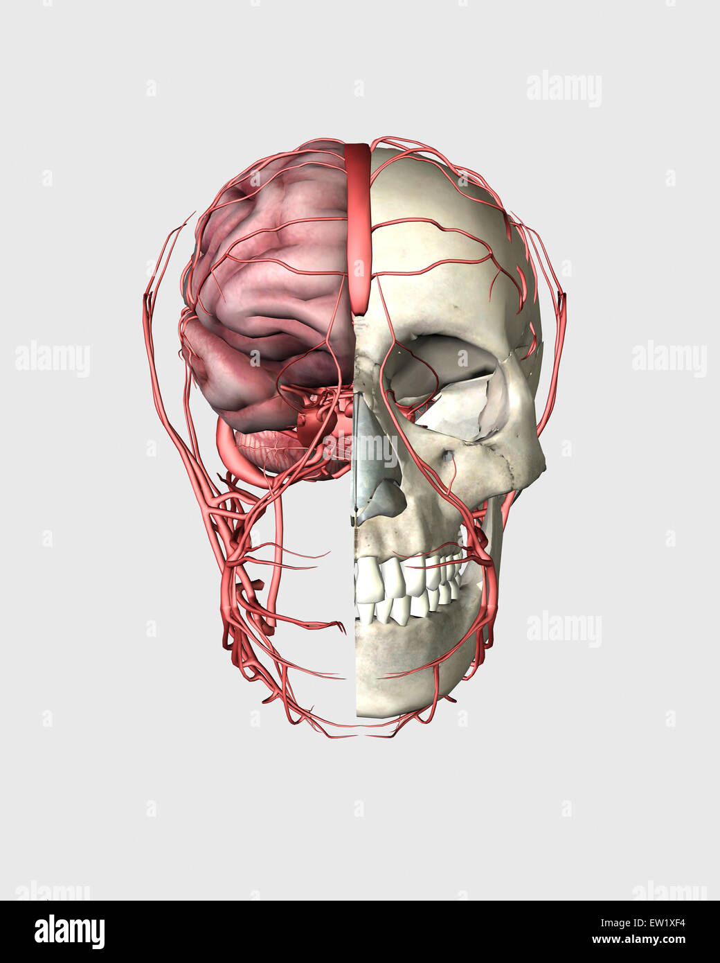Transectional Ansicht des menschlichen Schädels zeigt eine halbe Gehirn mit Adern. Stockfoto