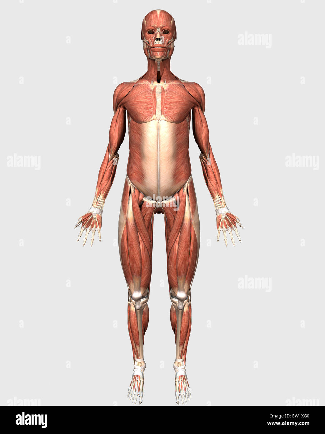 Vorderansicht der menschlichen Muskulatur. Stockfoto