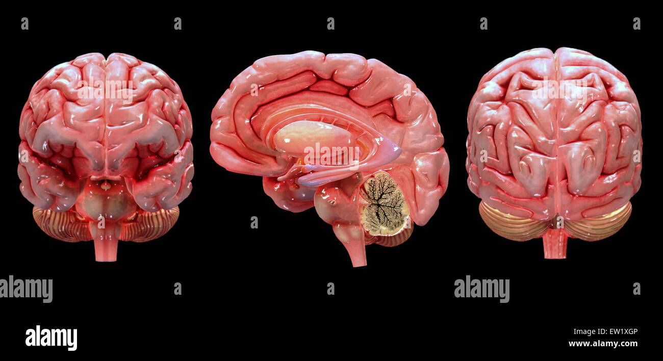 3D-Rendering des menschlichen Gehirns. Stockfoto