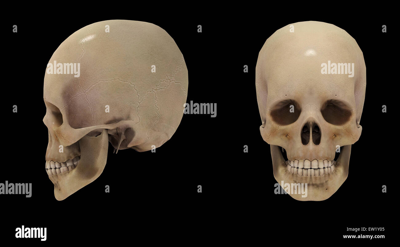 3D-Rendering des menschlichen Schädels. Stockfoto