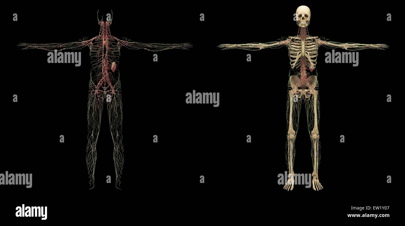 3D-Rendering menschliche Lymphsystem. Stockfoto