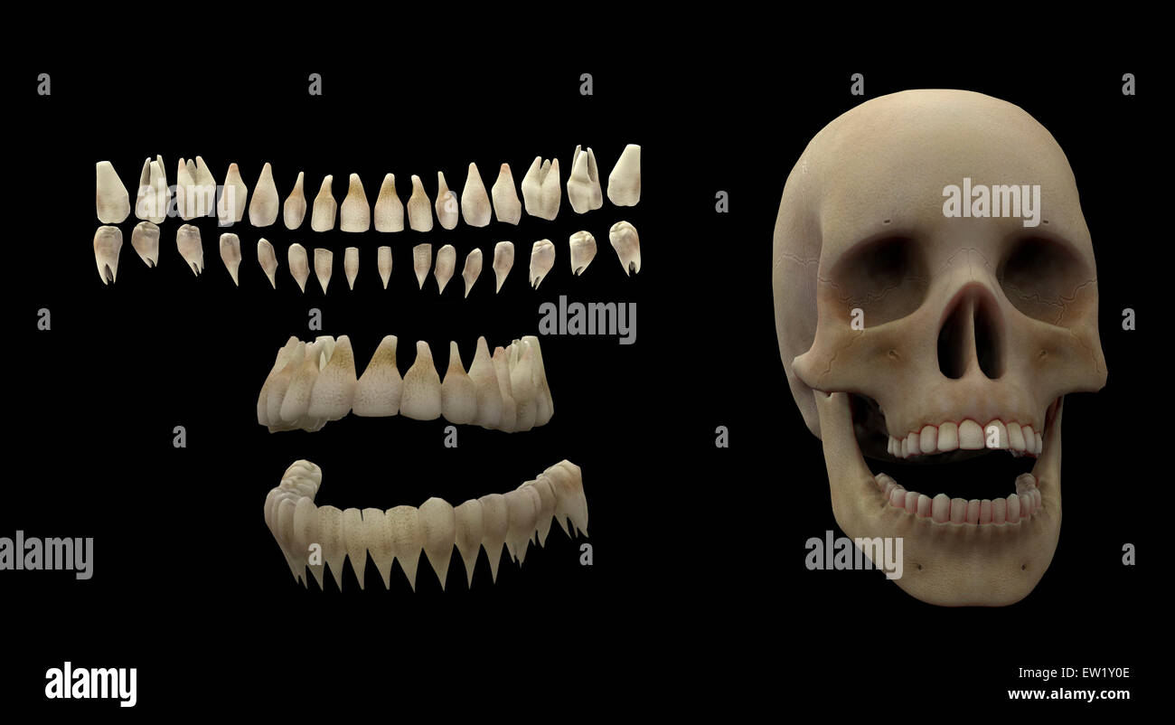 3D Darstellung von menschlichen Zähnen und Schädel. Stockfoto