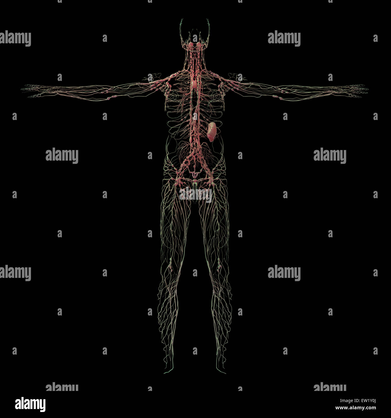 3D-Rendering menschliche Lymphsystem. Stockfoto