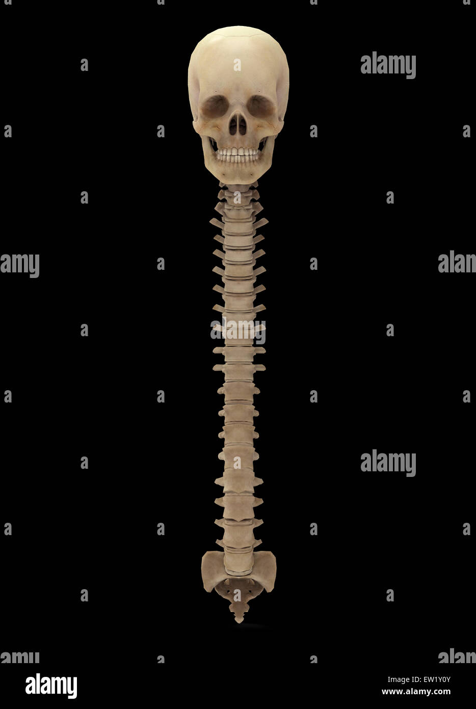 3D Darstellung der menschlichen Wirbelsäule, Vorderansicht. Stockfoto