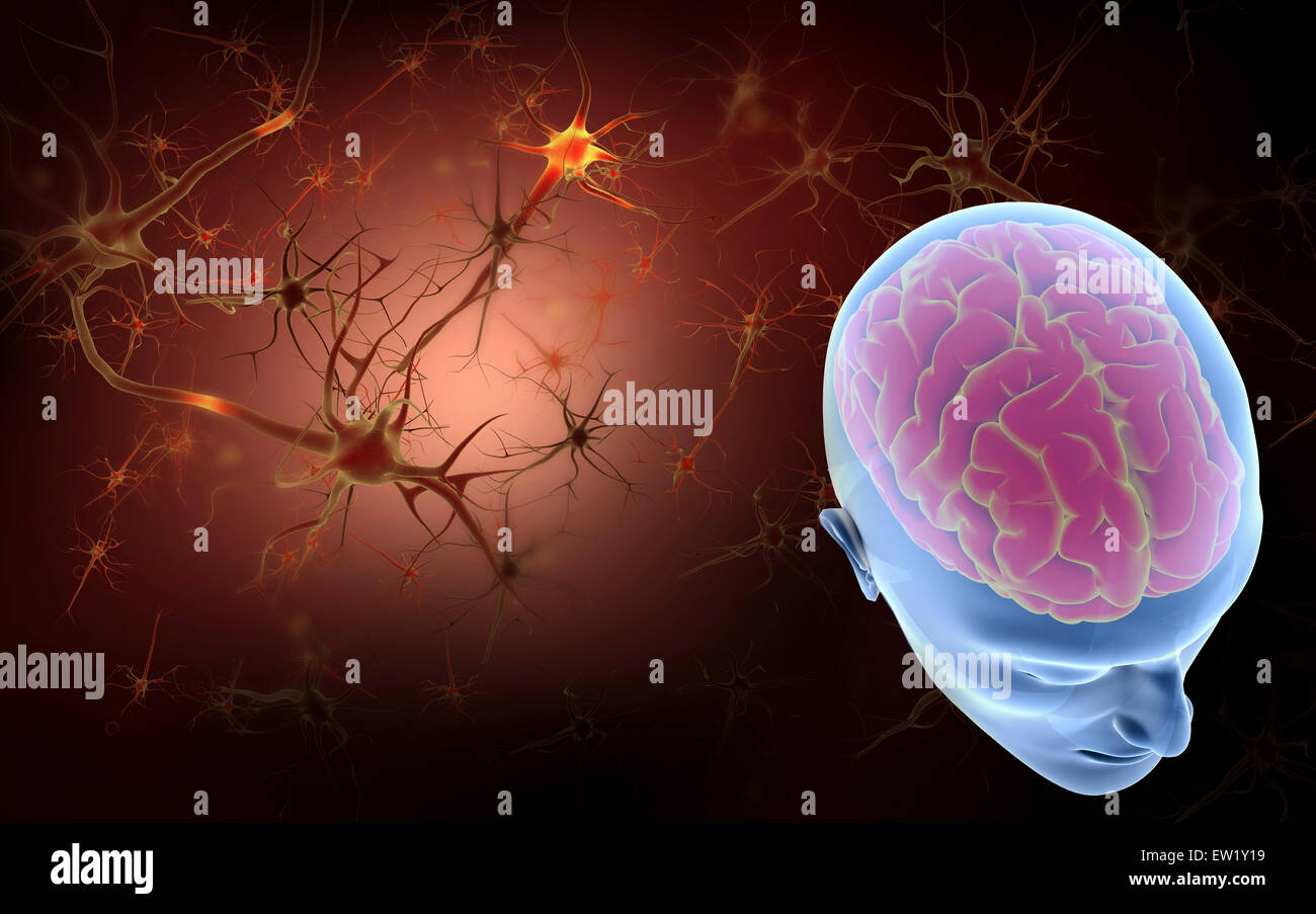 Konzeptbild des menschlichen Gehirns mit Neuronen im Hintergrund. Stockfoto