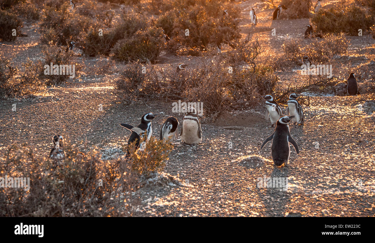 Magellan-Pinguine, golden am frühen Morgen am natürlichen geschützten Bereich Punta Tombo, Chubut, Patagonien, Argentinien Stockfoto