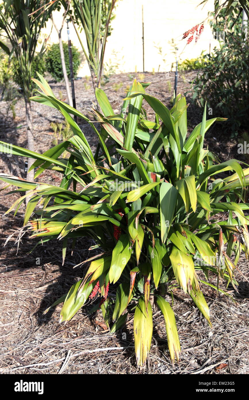 Cordyline Kletter oder bekannt als breite blättrige Palm Lily Stockfoto