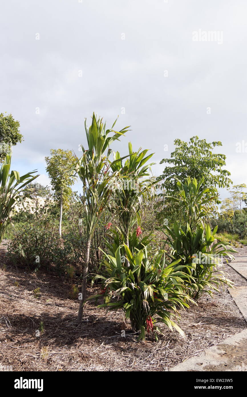 Cordyline Kletter oder bekannt als breite blättrige Palm Lily Stockfoto