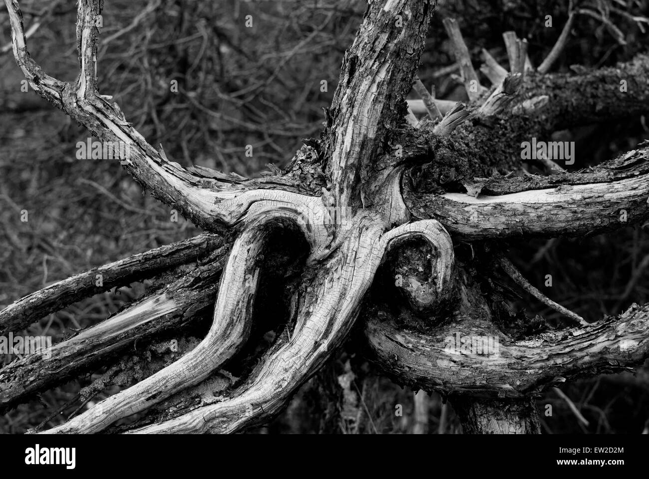 Toten Drehkiefern Wurzel Wad im Yellowstone Nationalpark, WY Stockfoto