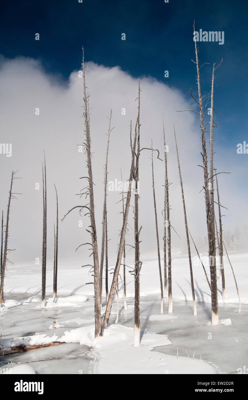 Tote Bäume Lodgepole Pine) in einen Thermalbereich angrenzend an den Firehole River in Yellowstone Nationalpark, WY Stockfoto