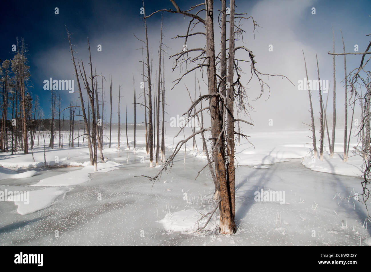Tote Bäume (Lodgepole Kiefern) in einen Thermalbereich angrenzend an den Firehole River in Yellowstone Nationalpark, WY Stockfoto