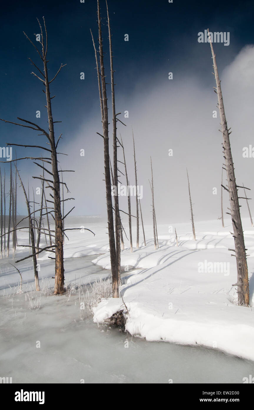 Tote Bäume (Lodgepole Kiefern) in einem thermischen Feature neben den Firehole River in Yellowstone Nationalpark, WY Stockfoto