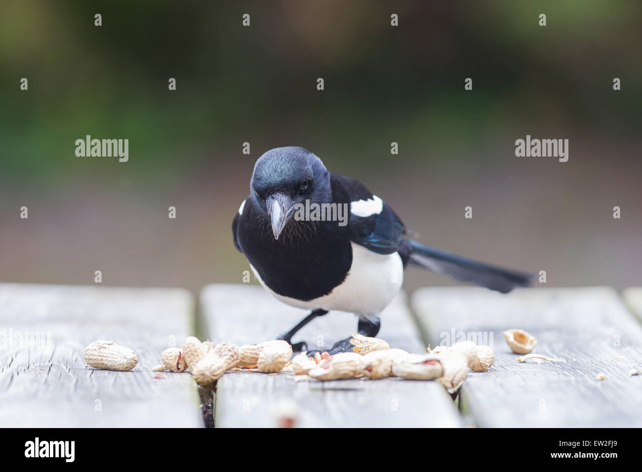 Europäische Elster (Pica Pica) Fütterung auf Erdnüsse Stockfoto