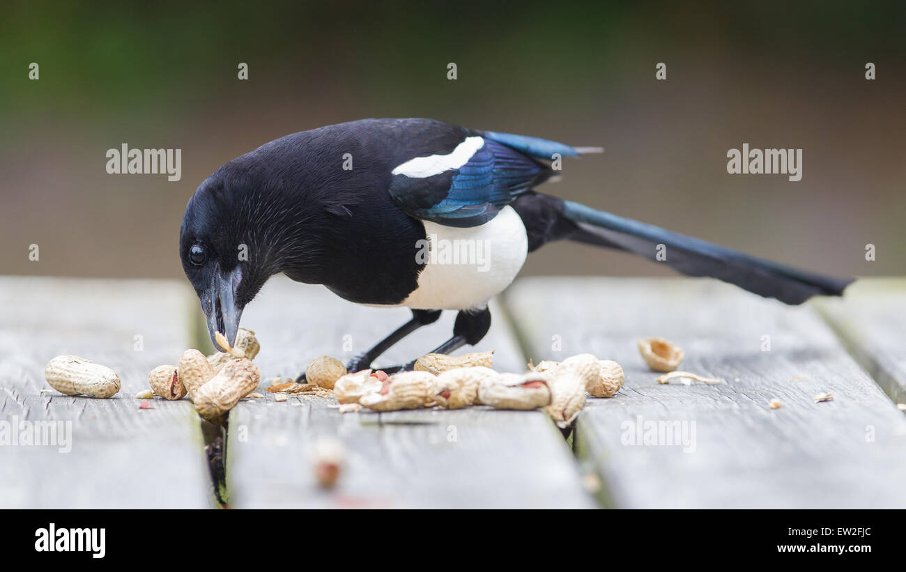 Europäische Elster (Pica Pica) Fütterung auf Erdnüsse Stockfoto