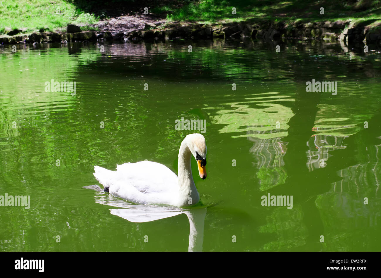 Schwan schwimmt auf dem See Stockfoto