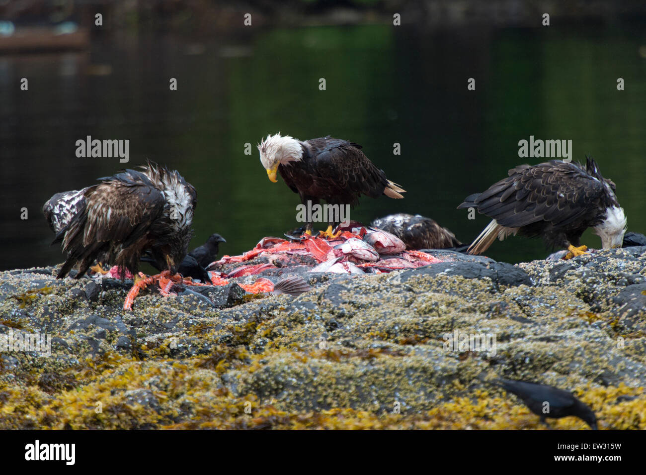 Skeena-Queen Charlotte Regional District, Haida Gwaii, Graham Island, British Columbia, Kanada Stockfoto