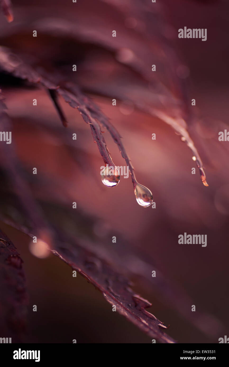 Regentropfen auf die Tipps von einem japanischen Ahorn-Baum Stockfoto
