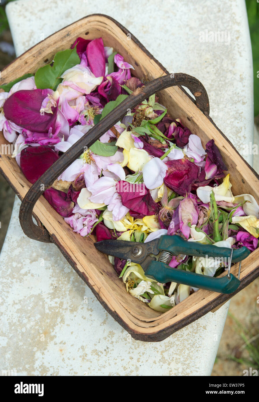 Tote Leitung Blumen mit Gartenschere in einem hölzernen Trug auf einem Stein Gartenbank Stockfoto