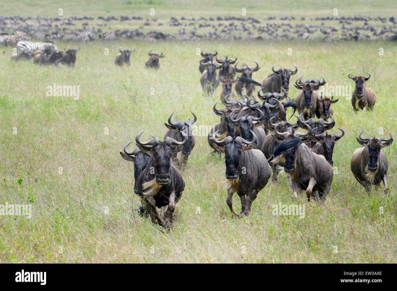 Blaue Herde Gnus (Connochaetes Taurinus), läuft auf Kamera in Savanne, Serengeti Nationalpark, Tansania. Stockfoto
