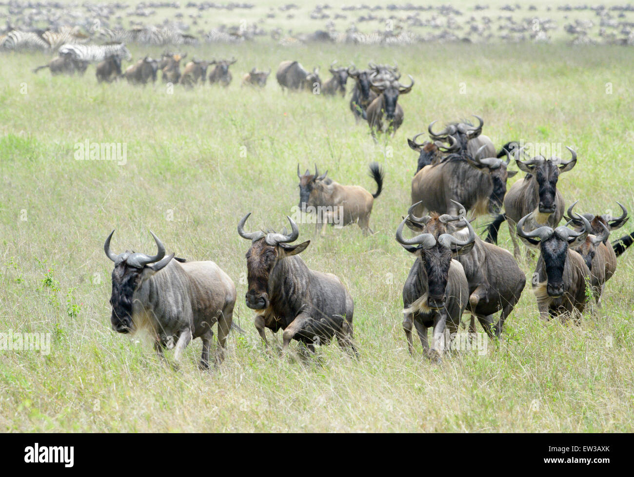 Blaue Herde Gnus (Connochaetes Taurinus), läuft auf Kamera in Savanne, Serengeti Nationalpark, Tansania. Stockfoto