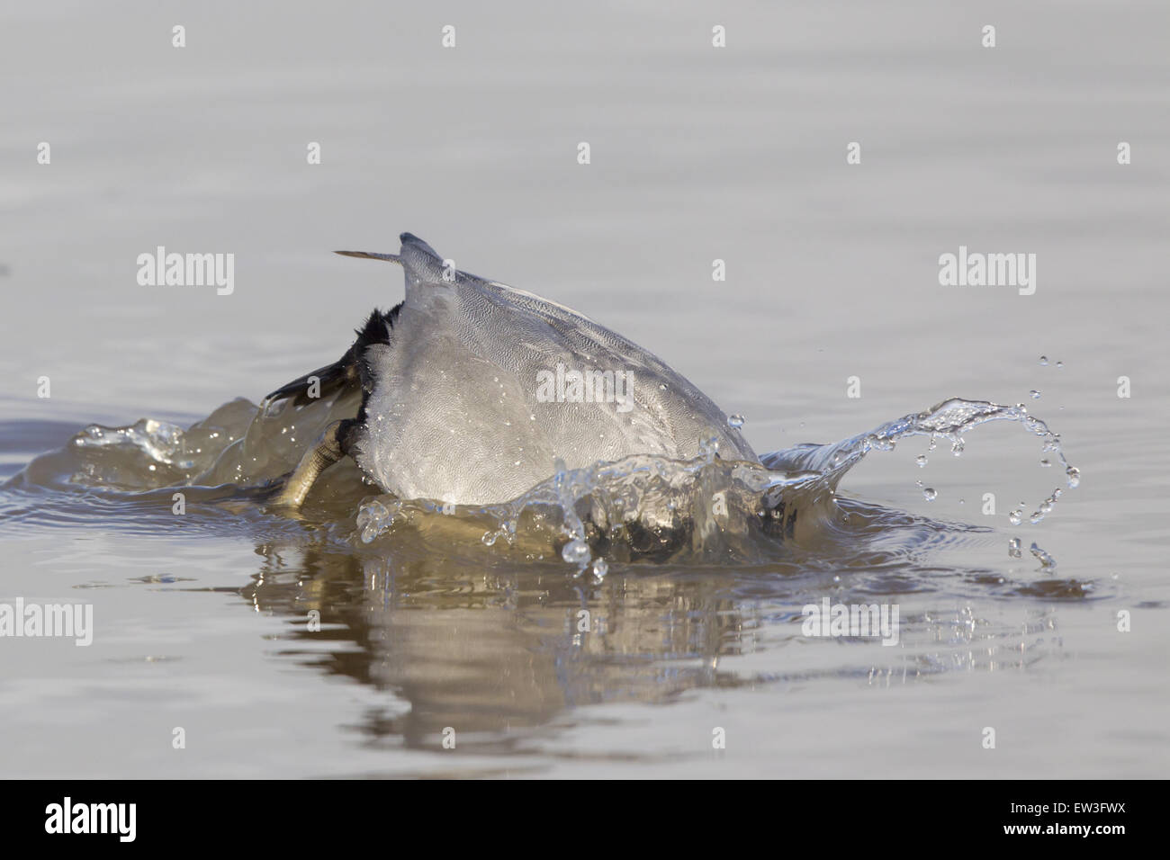 Gemeinsamen Tafelenten (Aythya 40-jähriger) Männchen, Tauchen unter Wasser, Gloucestershire, England, Januar Stockfoto