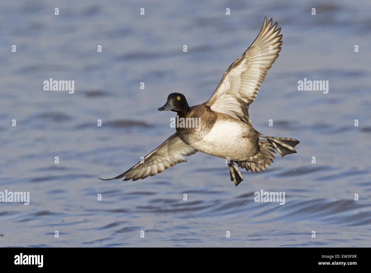 Reiherenten (Aythya Fuligula) Erwachsenfrau, im Flug, Landung auf dem Wasser, Gloucestershire, England, Januar Stockfoto