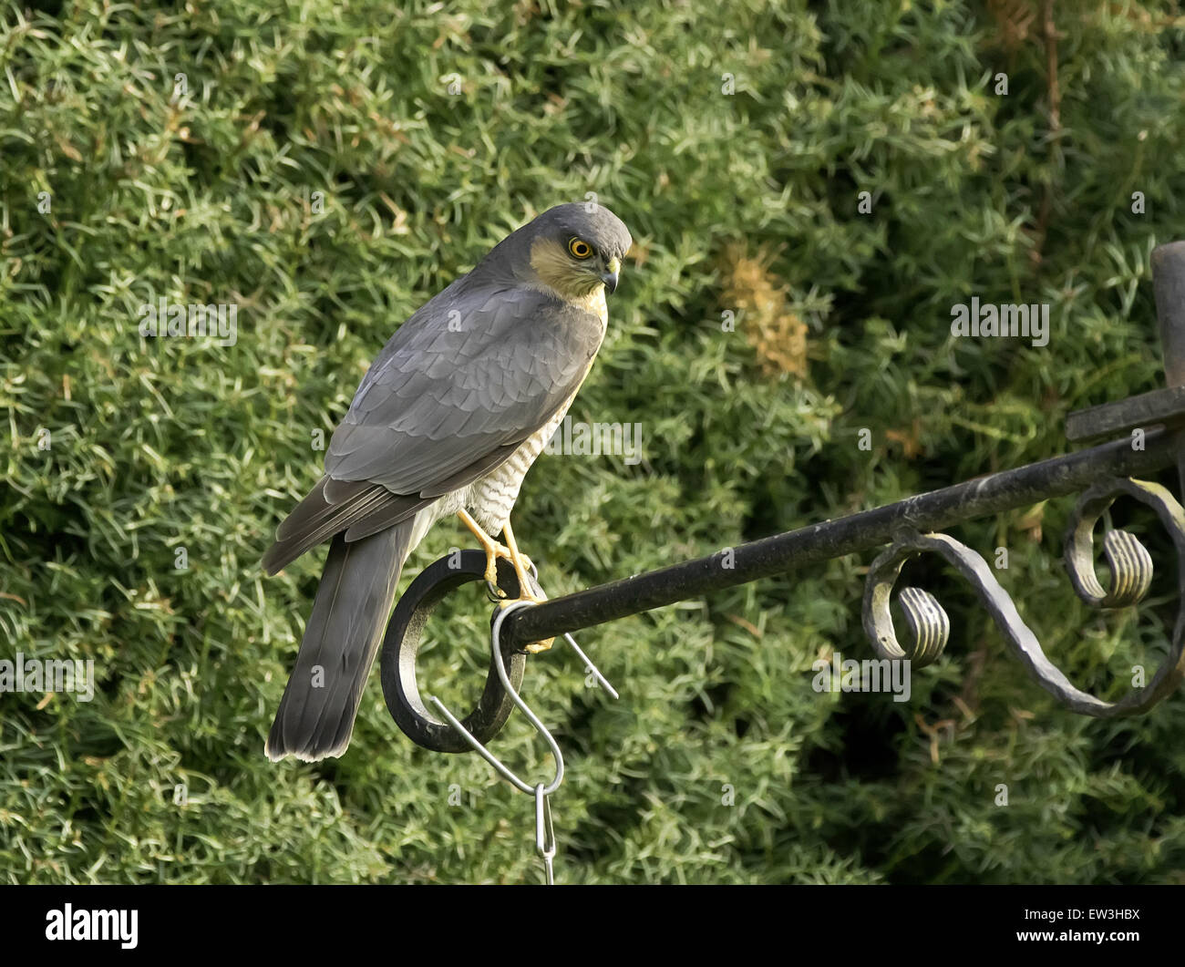Erwachsenes Weibchen das Eurasische Sperber (Accipiter Nisus), thront auf Futterhaus Halterung gescheitert zu töten, Sussex, England, Stockfoto