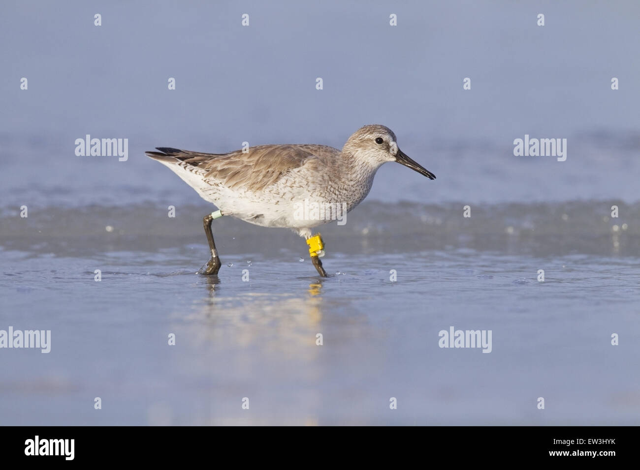 Knoten (Calidris Canutus) Juvenile, mit Bands und Legflag, Wandern in Brandung am Strand, Florida, USA, Februar Stockfoto