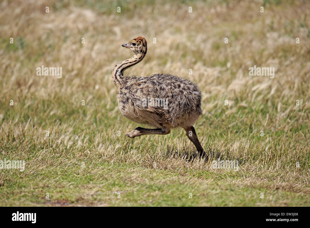 Südlichen Strauß (Struthio Camelus Australis)-Küken, läuft auf küstennahen Fynbos, Table Mountain Nationalpark, Kap der guten Hoffnung, Western Stockfoto