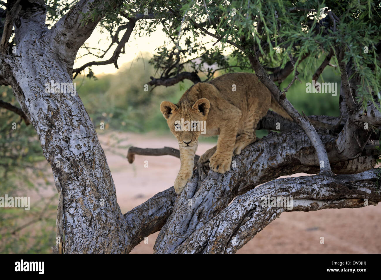 Transvaal-Löwe (Panthera Leo Krugeri) Cub, vier Monate alt, kletternden Baum in Halbwüste, Tswalu Kalahari Reserve, Kalahari-Wüste, Northern Cape, Südafrika, November Stockfoto