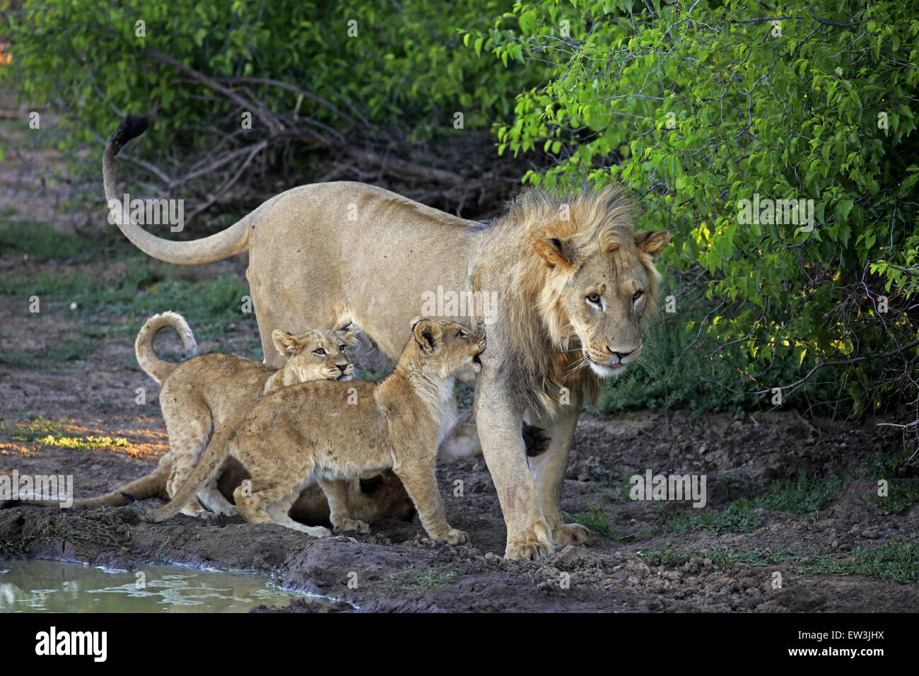 Transvaal-Löwe (Panthera Leo Krugeri) Erwachsene männliche, fünf Jahre alten und jungen, vier Monate alt, Geschwister Playfighting am Wasserloch Stockfoto